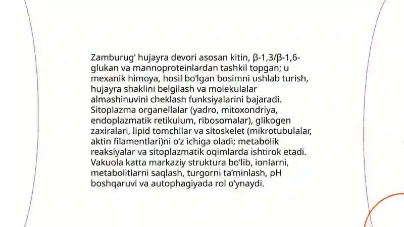 Zamburugʻlar boʻlimi 4