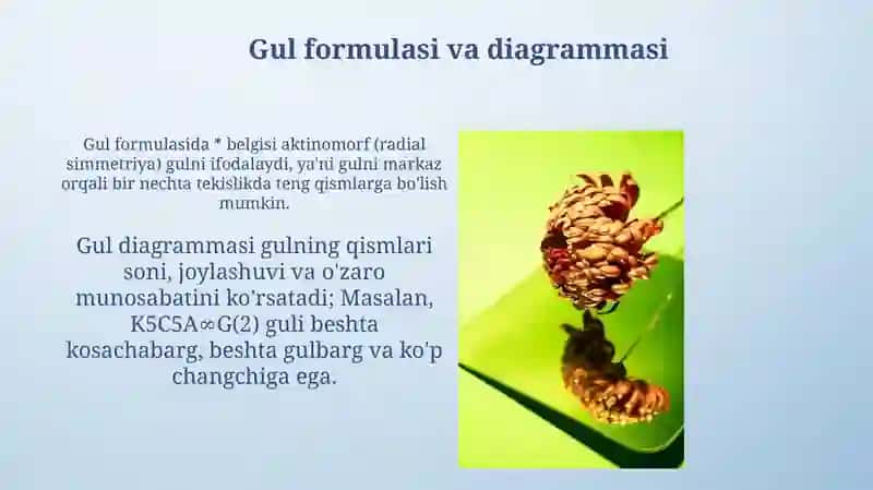 Gulning tuzilishi 4