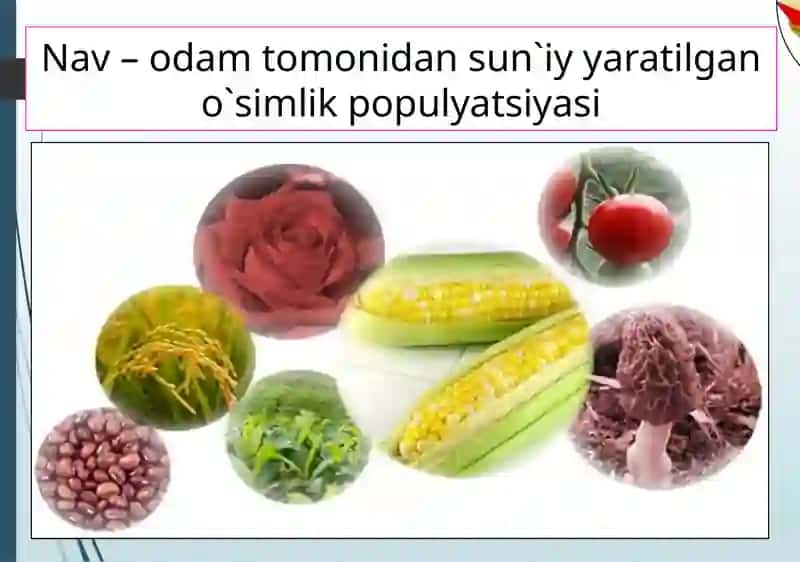 O`simlik va hayvonlar seleksiyasi 4