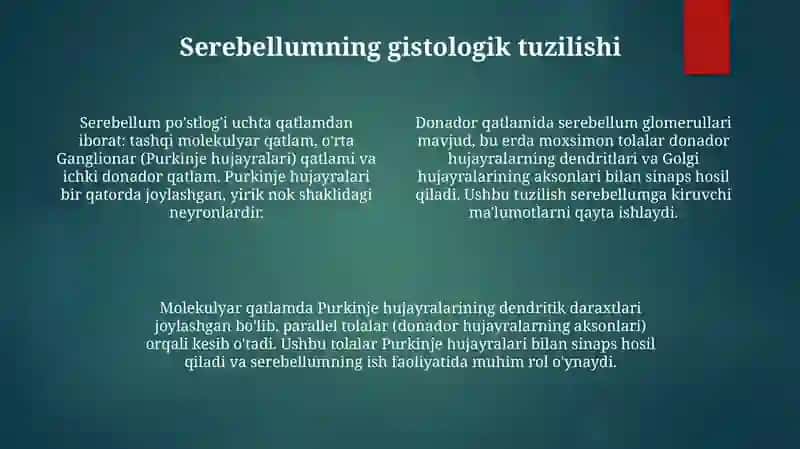 Bosh miya.po‘stloq.miyacha.bosh miya nervlari gistalogiyasi 4