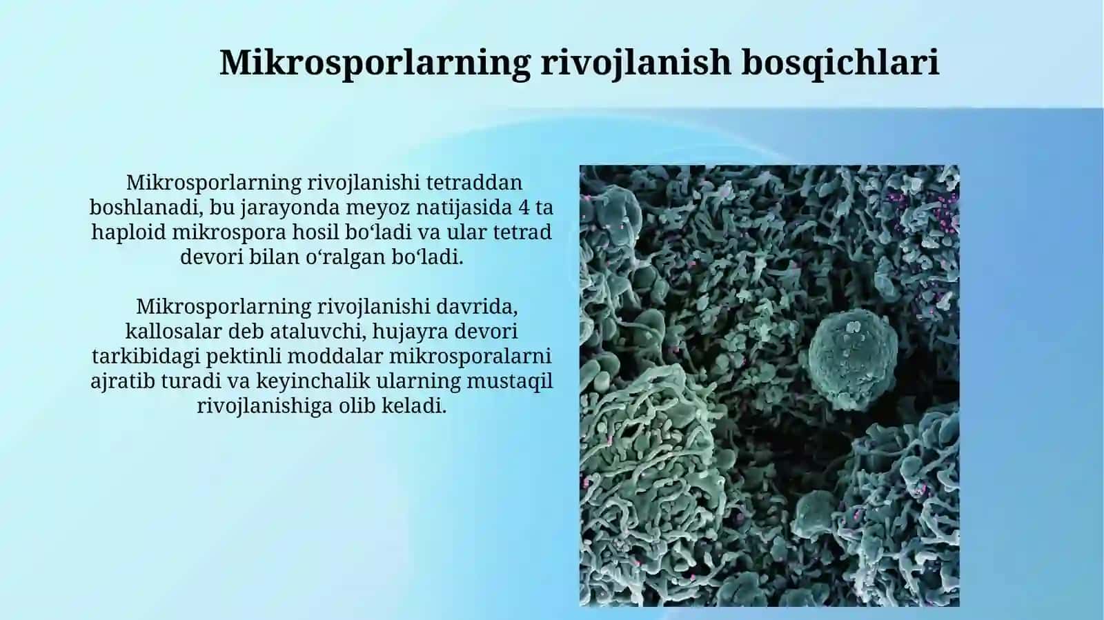 AndirotsitvaMikrosporaginiz 4