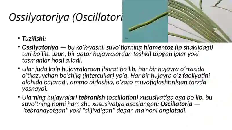 KO'K-YASHIL SUV O'TLAR 4