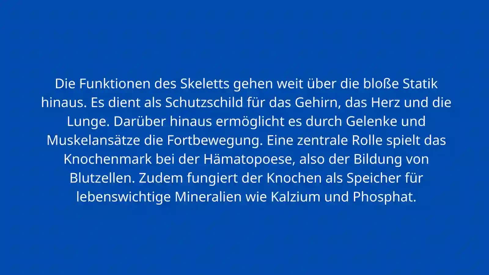 DAS KNOCHENGERUST 4