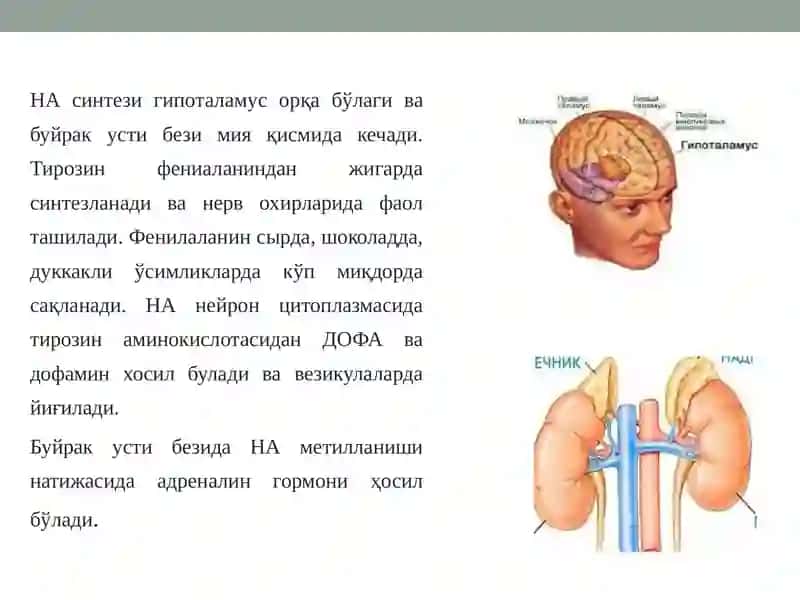 Адренергик иннервацияга таъсир этувчи дори воситалари 4