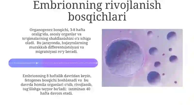 Inson embriologiyasi 4