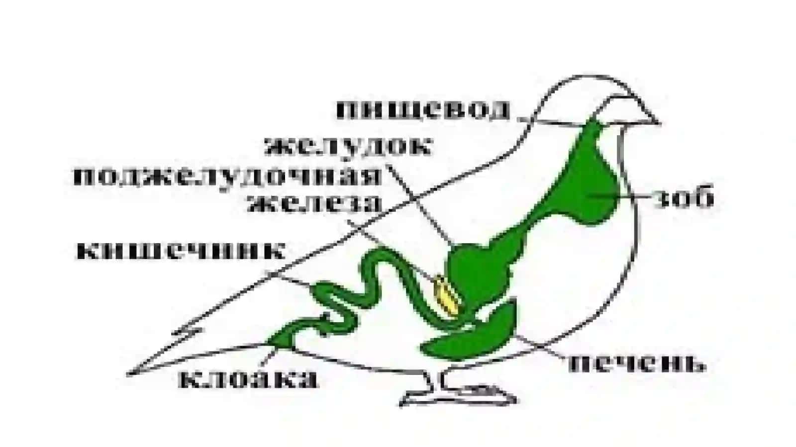 Qushlarning ichki tuzilishi 4