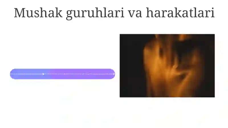 Skelet mushaklarining anatomiyasi 4
