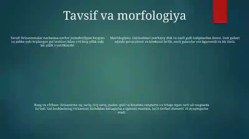 Xrizantema 4