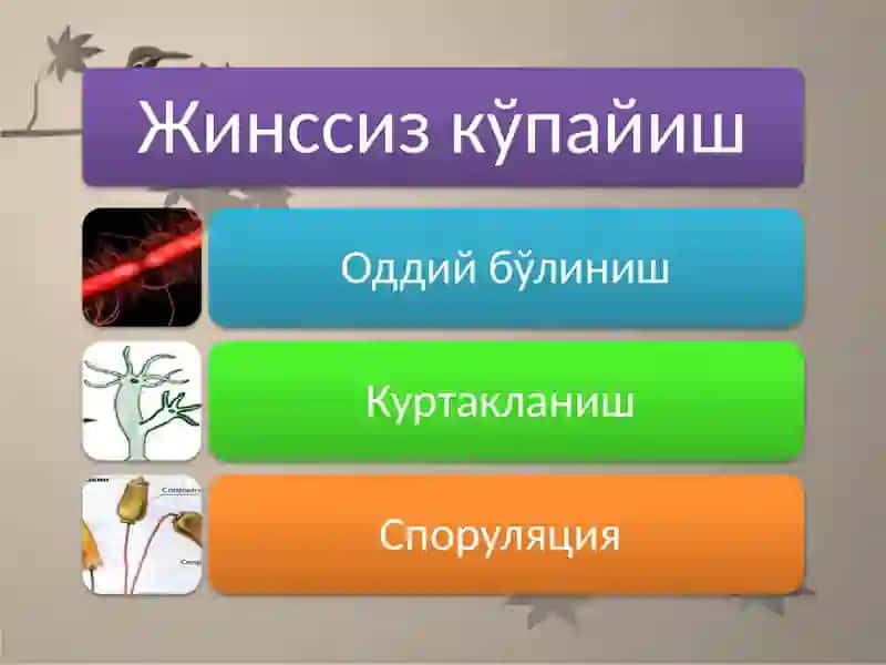 Koʻphujayralilardajinsiyvajinssizkoʻpayish 4