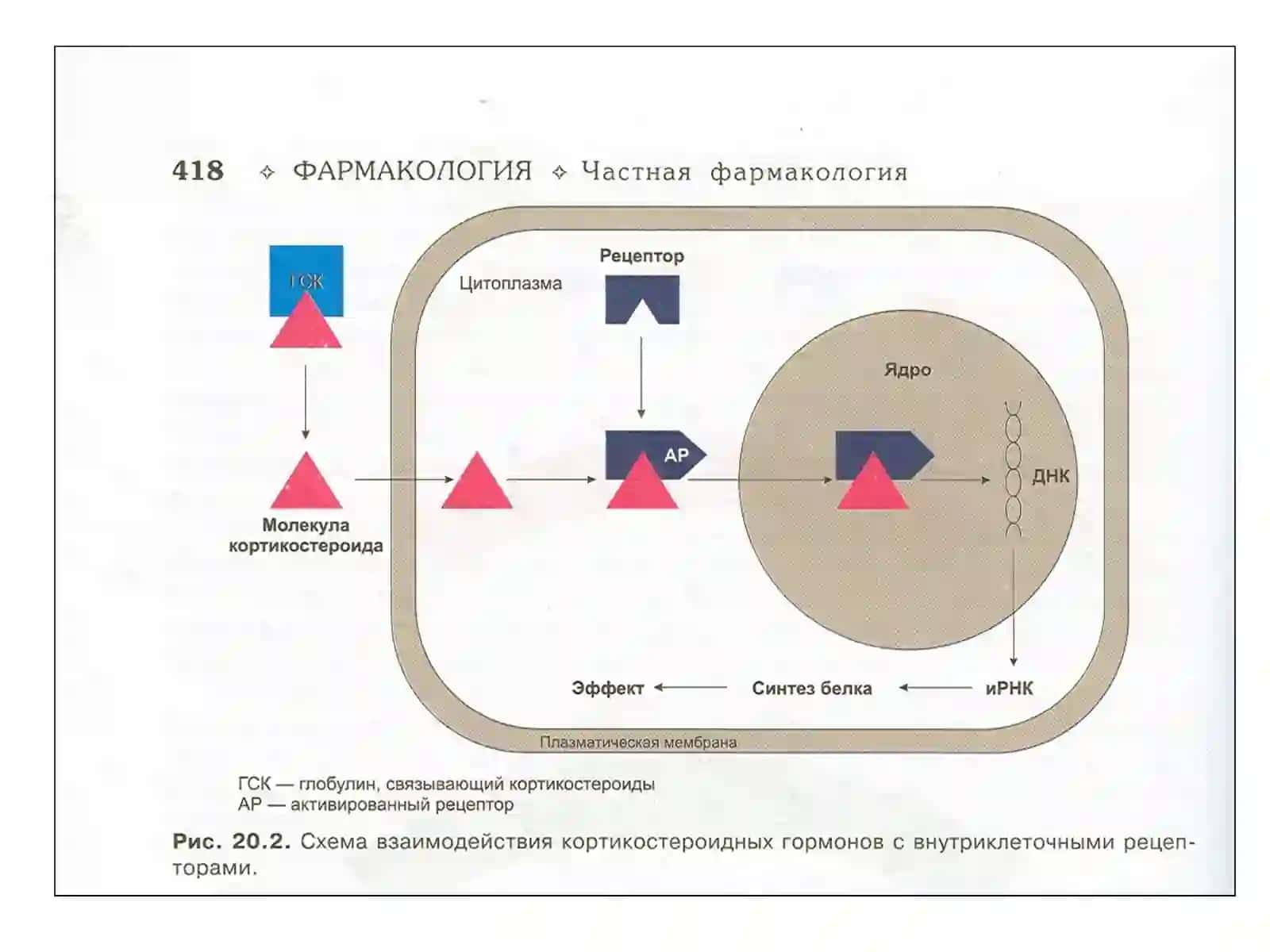 Гормонлар 4