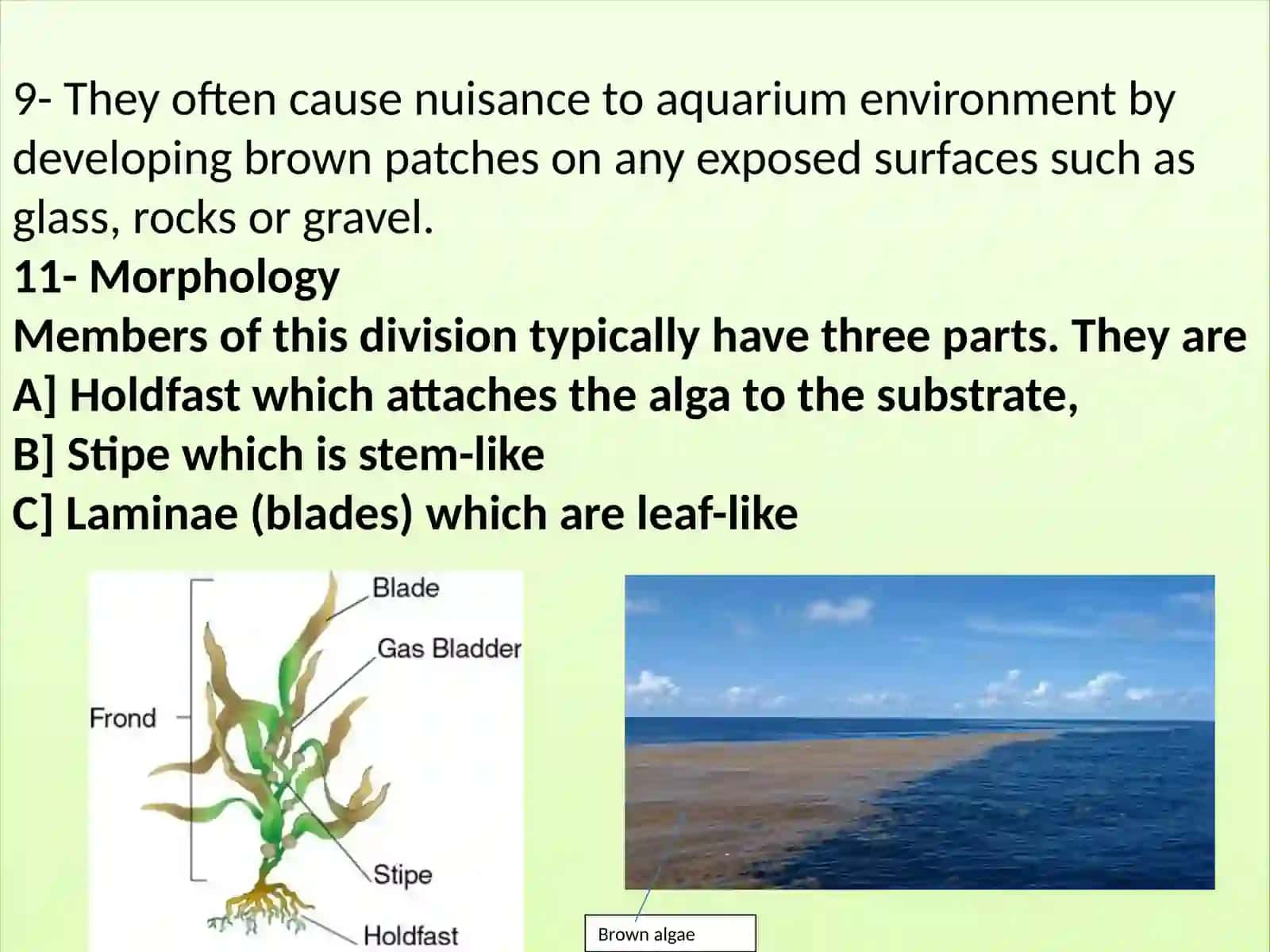 Division Phaeophyta(Brown algae) 4