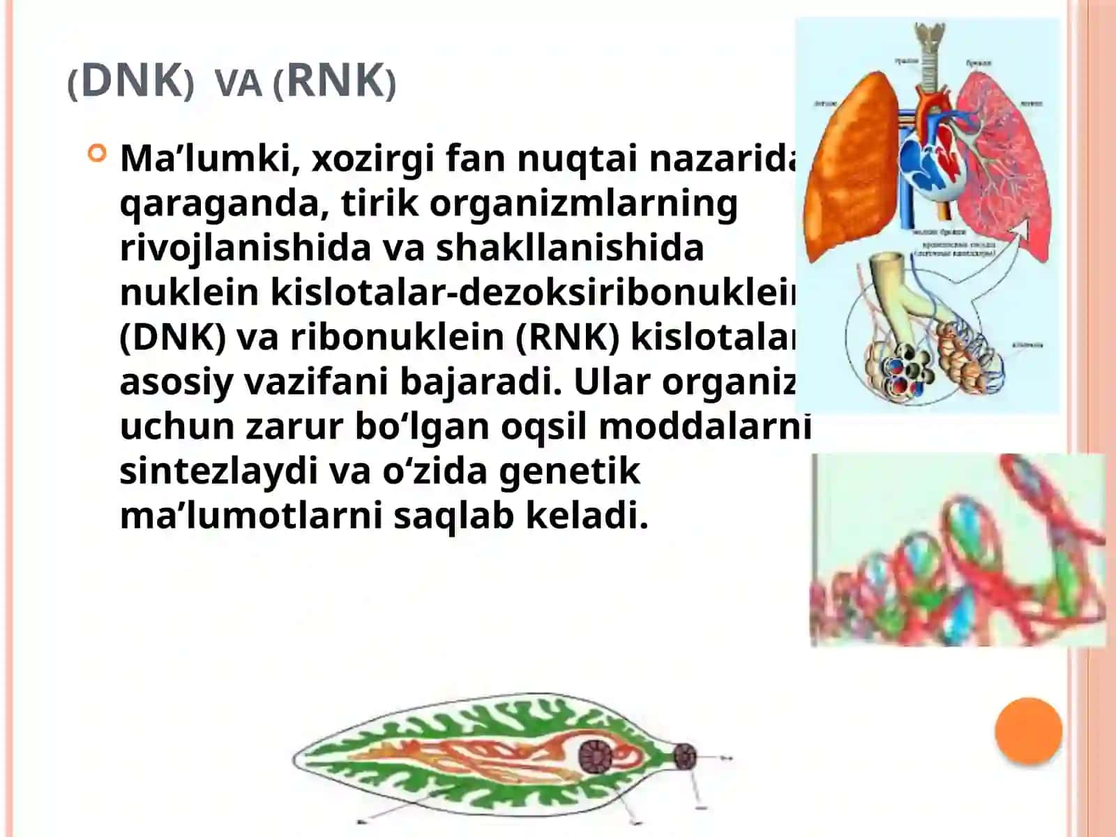 Xujayra tiriklikning elementar birligi 4