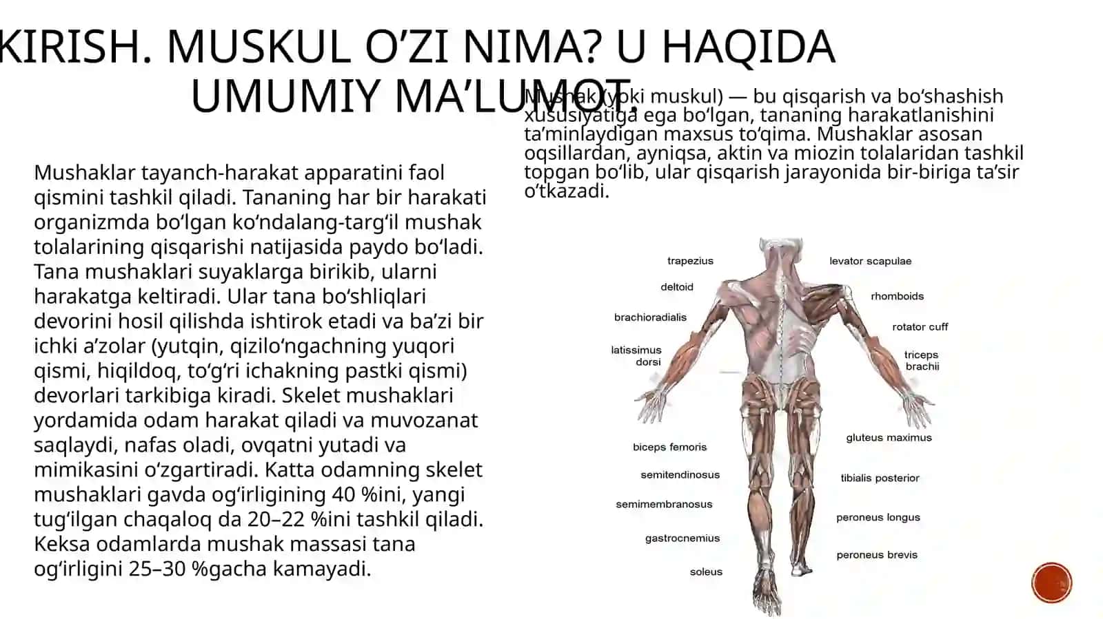 Muskullar haqidagi ma'lumotlar 4