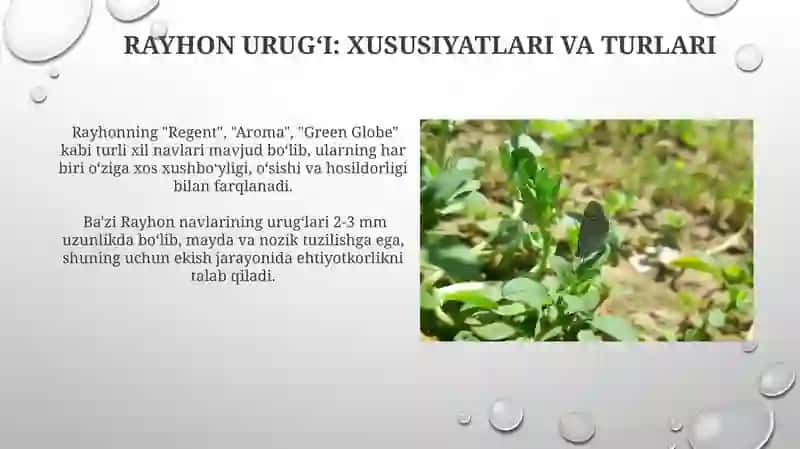 Rayhon urug'chili agro texnikasi 4