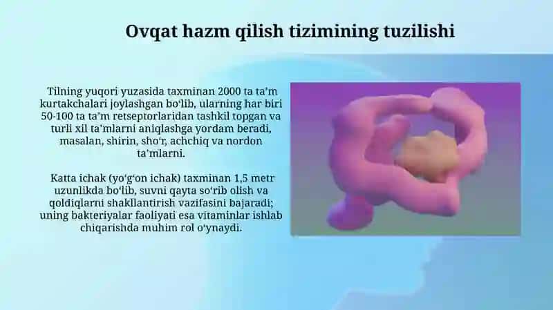 Hazm qilish tizimi 4