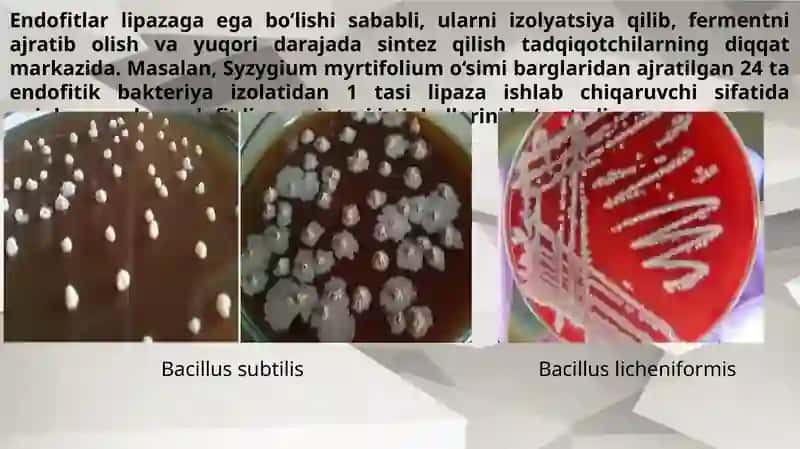 Endofitlardan lipaza fermentini ajratib olish usullari 4