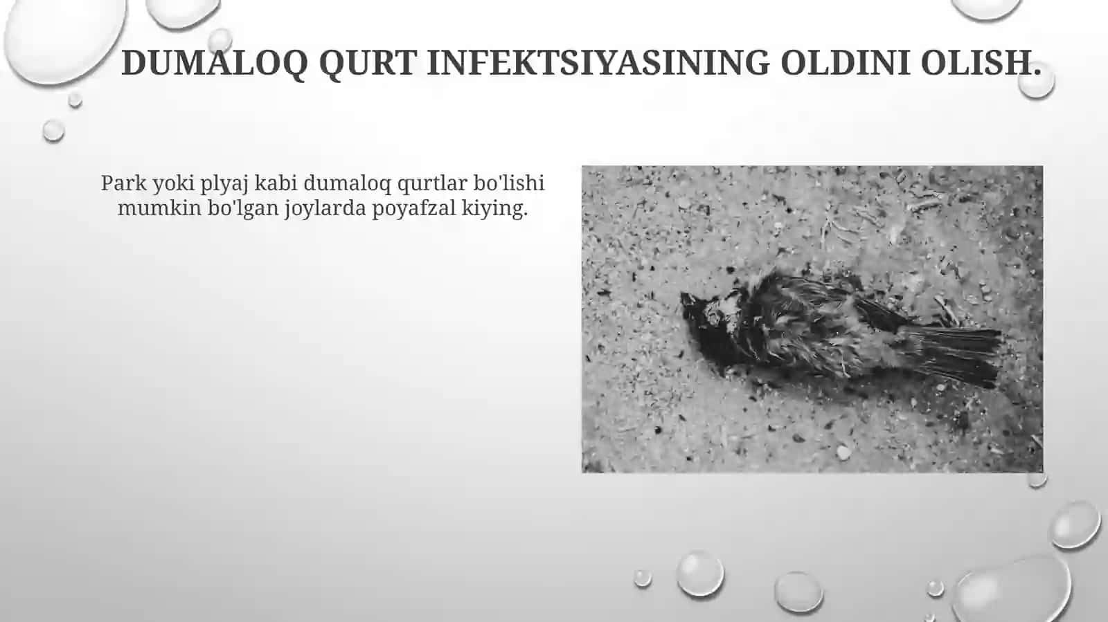 Dumaloq qurtlar 4