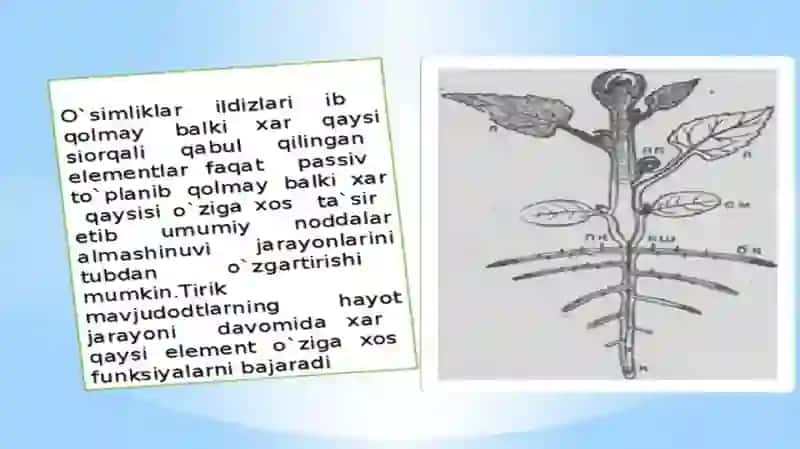 Makro va mikroelementlar fizalogiyasi 4