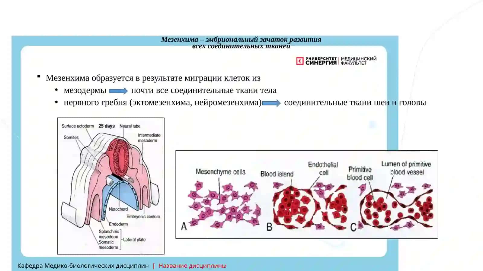 Ткани внутренней среды 4