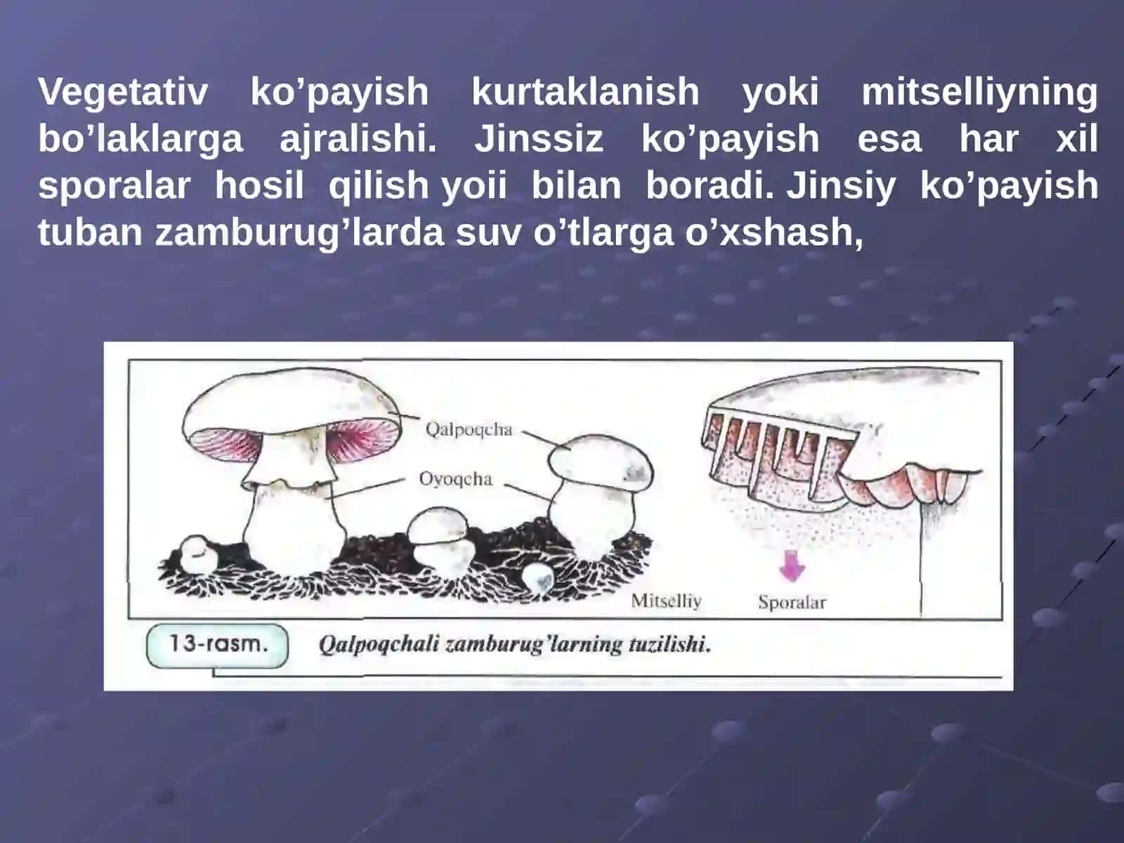 Zamburug’lar dunyosi 4