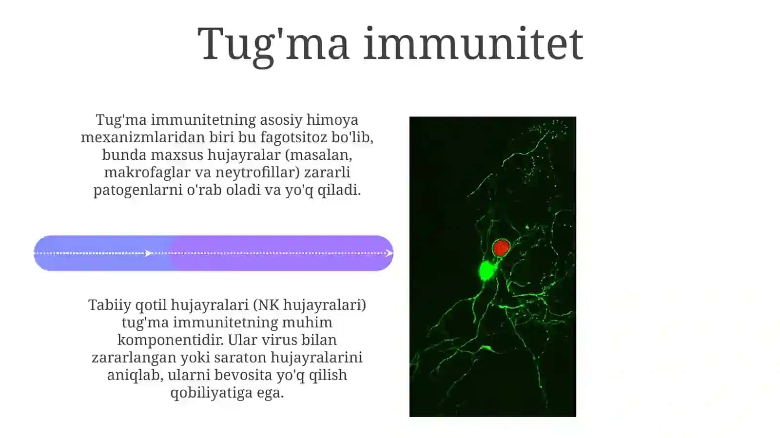 Immunitet haqida tushuncha 4