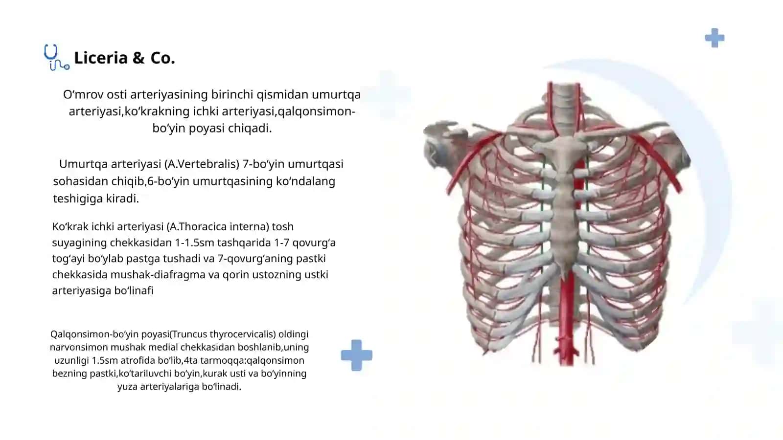 Qoʻl arteriyalari 4