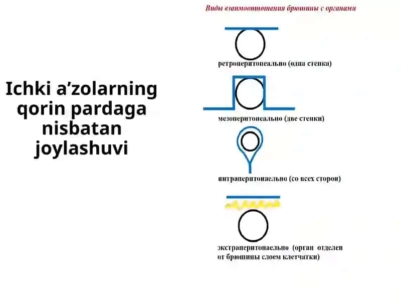 Qorin sohasi topografik anatomiyasi va operativ xirurgiyasi 4