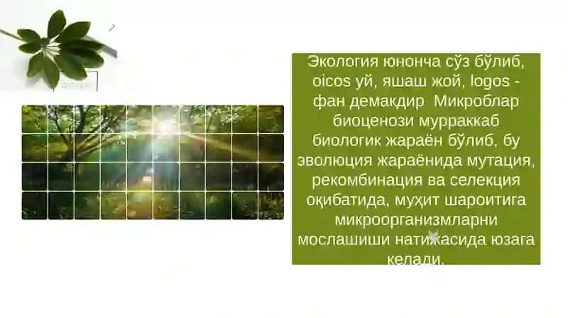 Mikroorganizmlarning ekologiyasi 4