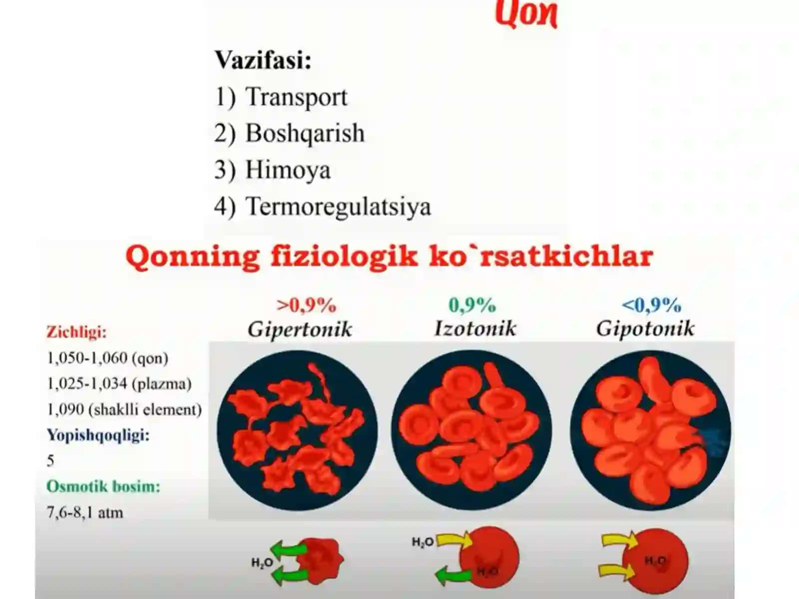 Qon Tomirlar Sistemasi 4