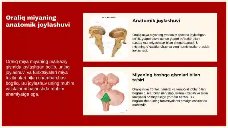 Oraliq miya va uni anatomik funksiyalari 4