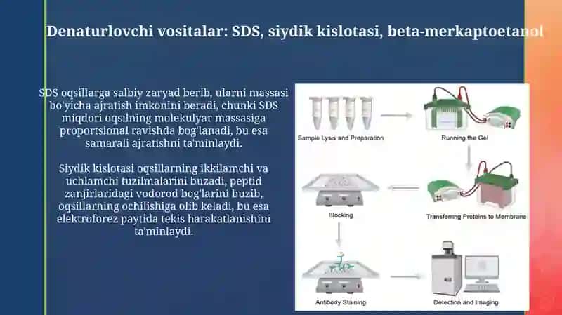 SDS-PAGE amaliyoti: tayyorlash, yugurish va bo'yash 4