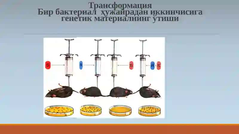 DNKning oqsil biosintezidagi roli 4