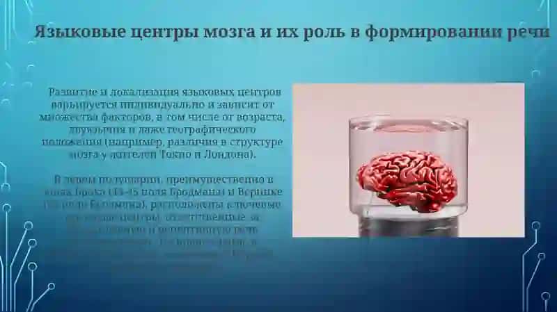 Головной мозг. Стили речи 4