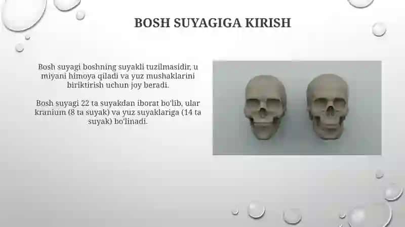 Yuz suyaklari anatomiya 4
