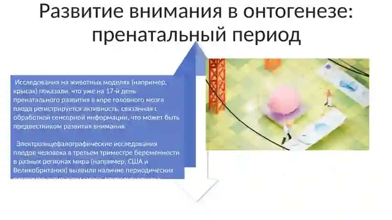 Развитие внимания в онтогенезе: раннее детство 4