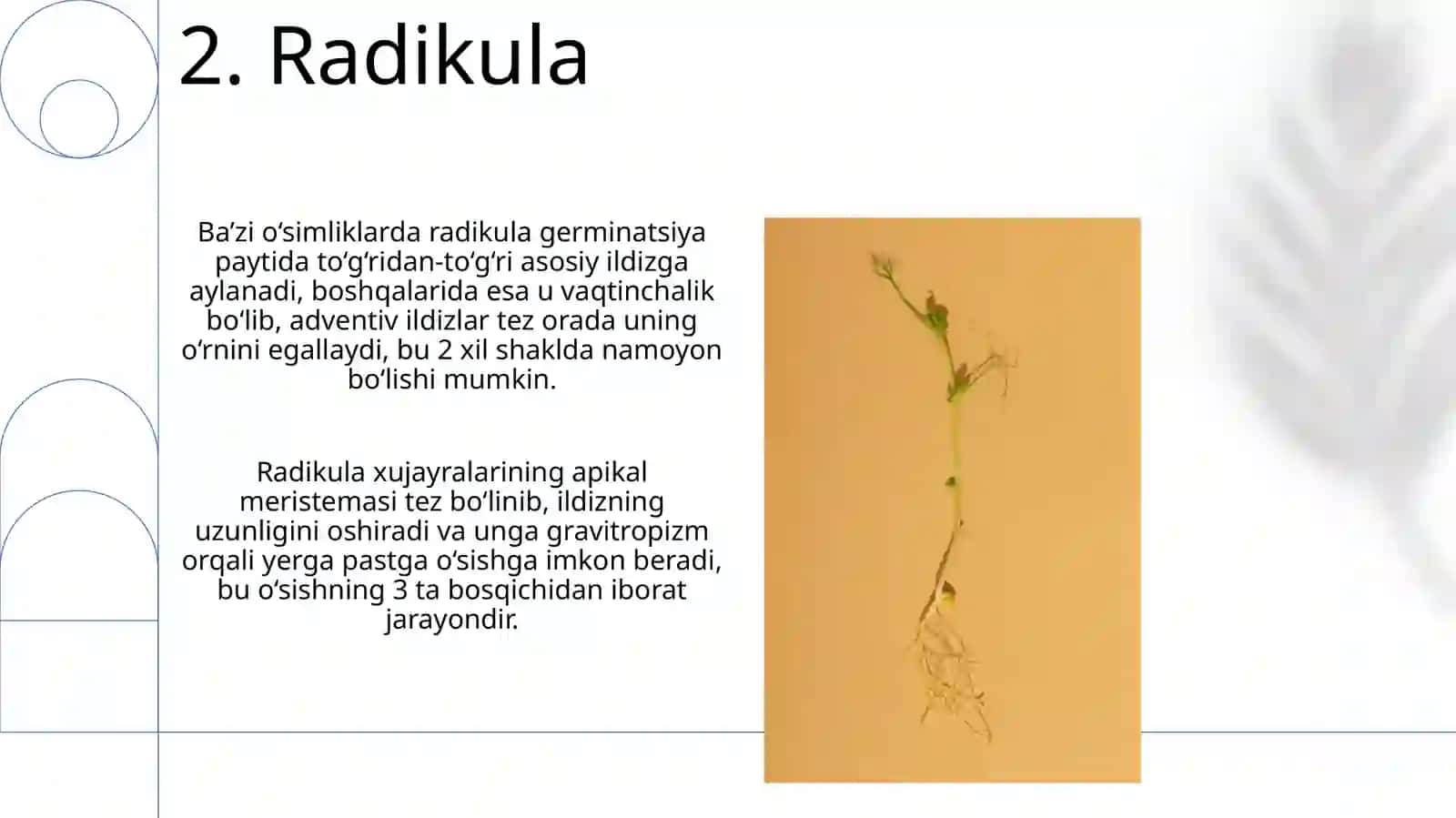 Donlarning anatomik va morfologik tuzilishi 4