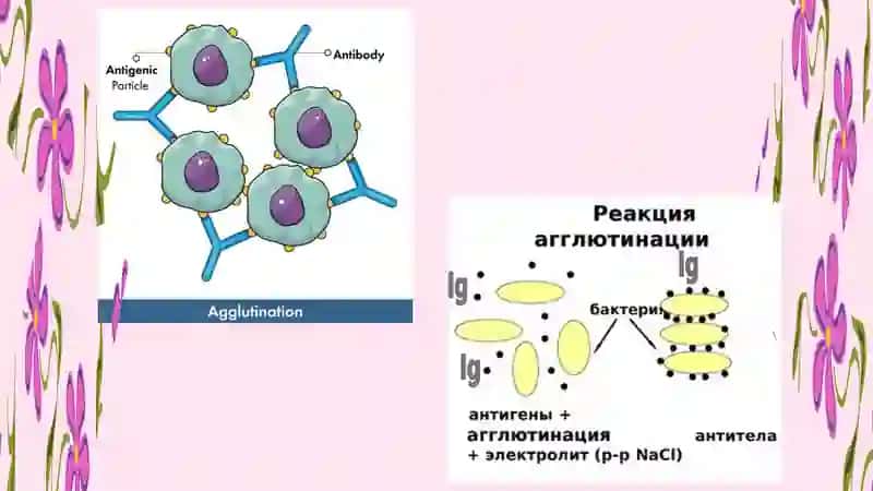 Serologik reaksiyalar.Agglutinatsiya 4