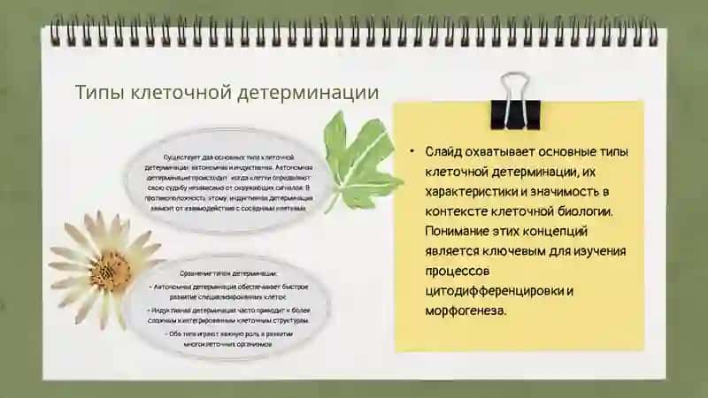 Основные механизмы детерминации клеток 4