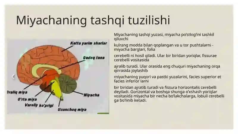 Miyacha oʻzaklari. Miyacha oʻzaklarining klinik ahamiyati 4