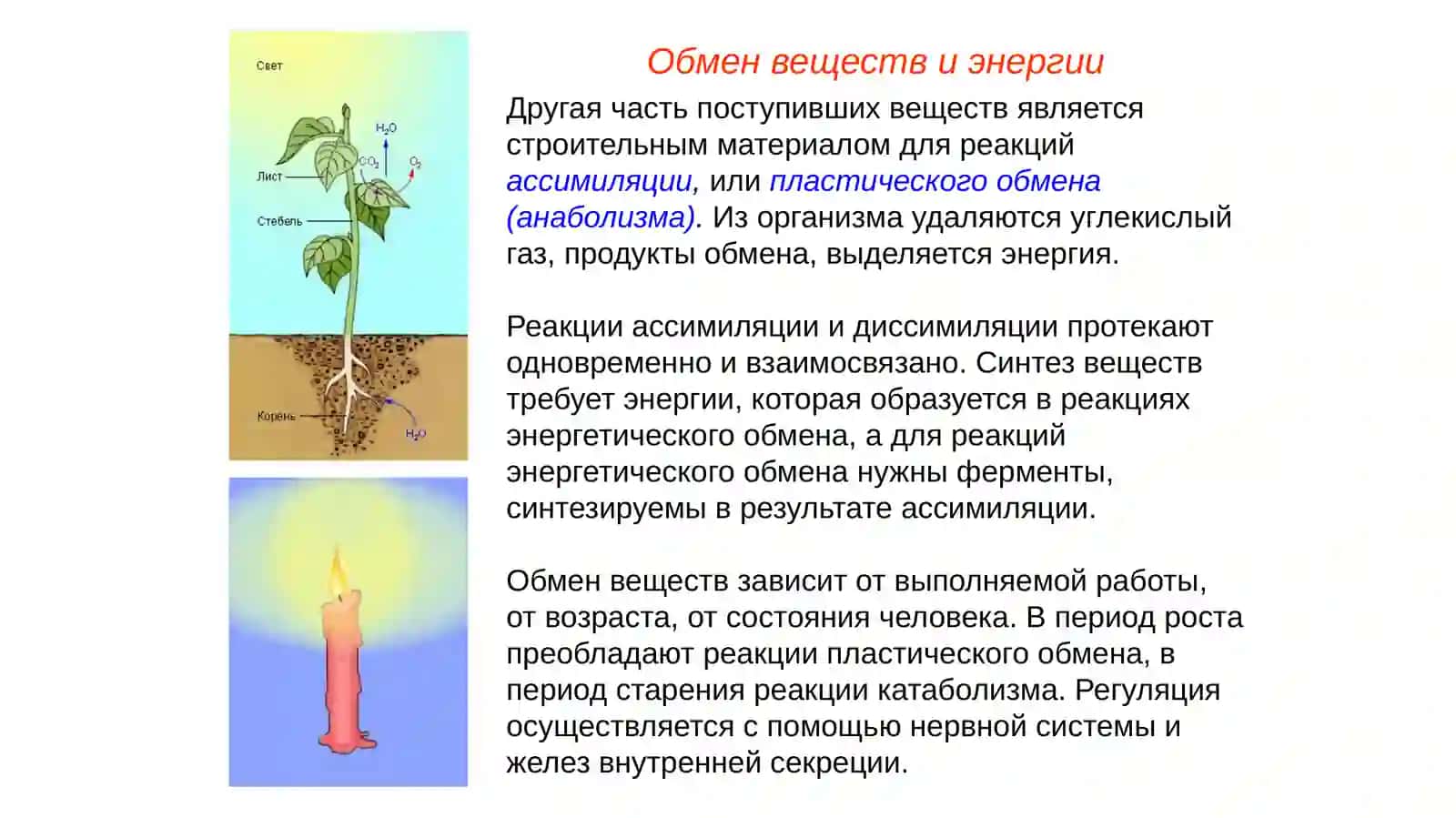 Обмен веществ. Витамины(лекция) 4