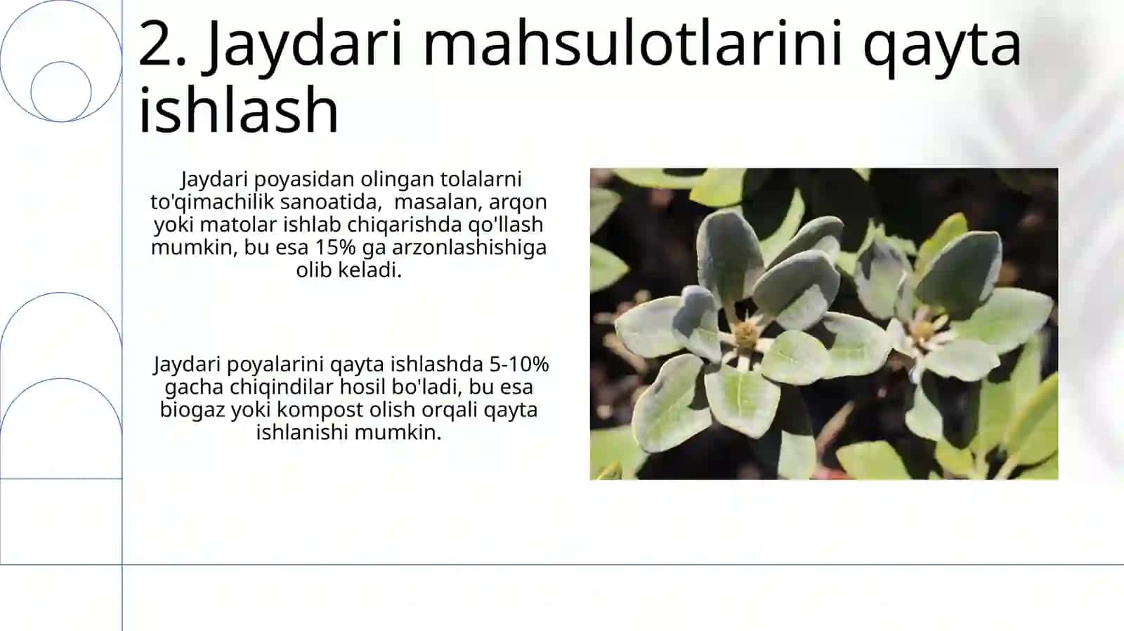 Jaydari Oʻsimligi haqida 4