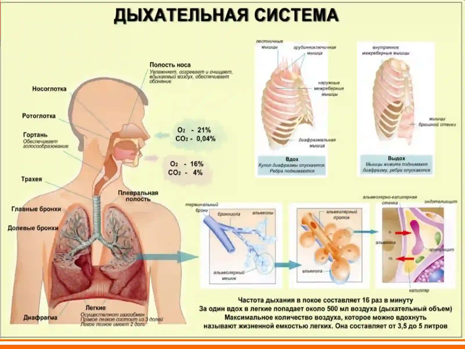 БОЛАЛАРДА КАСАЛХОНАДАН ТАШҚАРИ ЗОТИЛЖАМ 4
