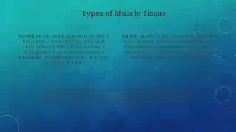 Muscular system of a human being 4