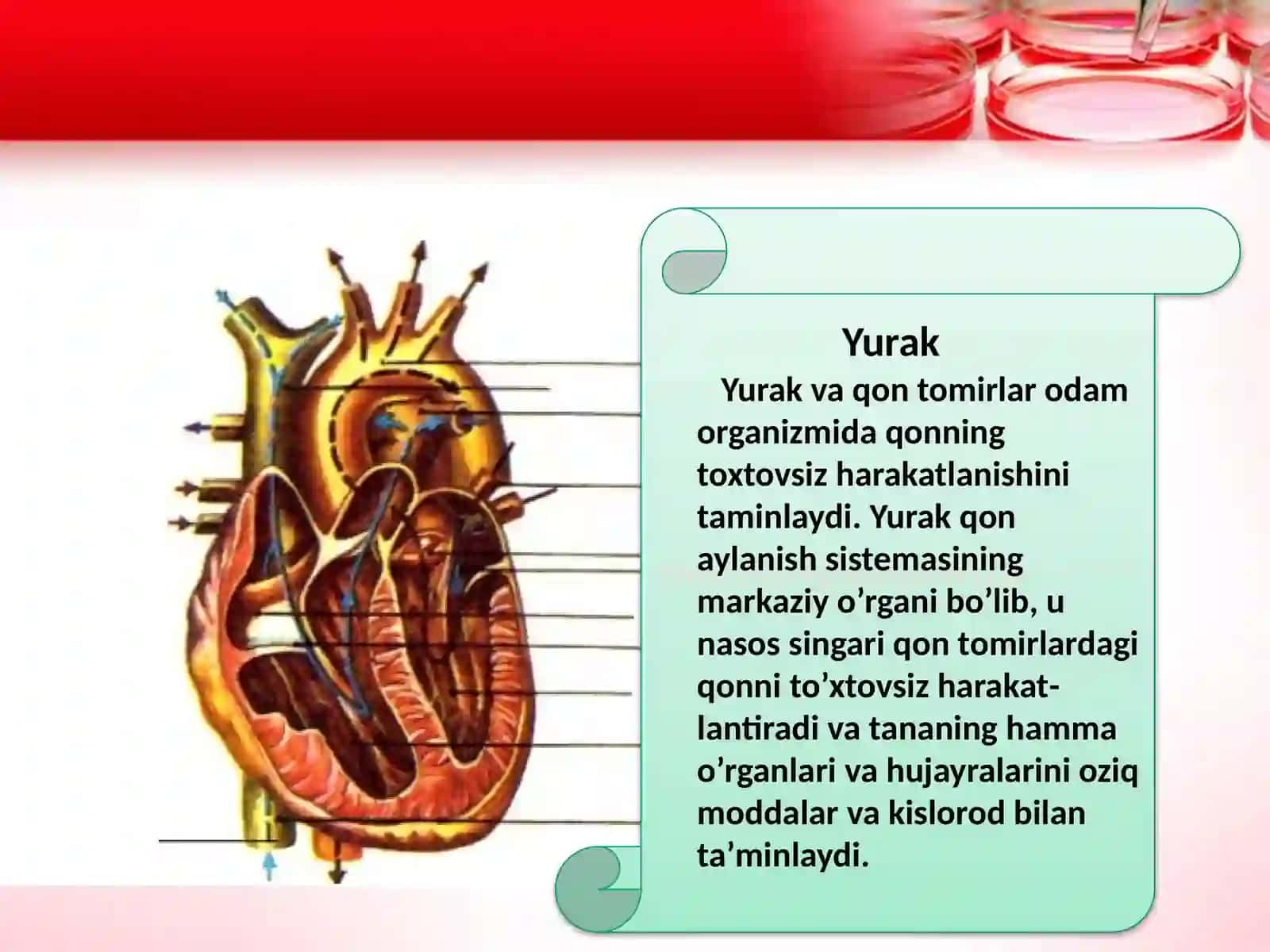 Yurak va qon to'mirlari 4