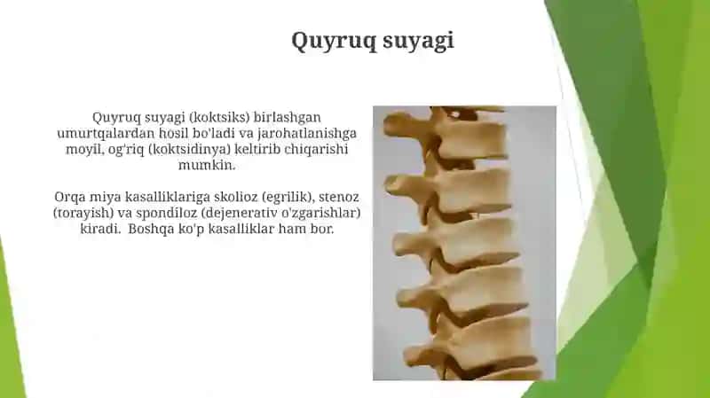 Bel umurtqasi 4
