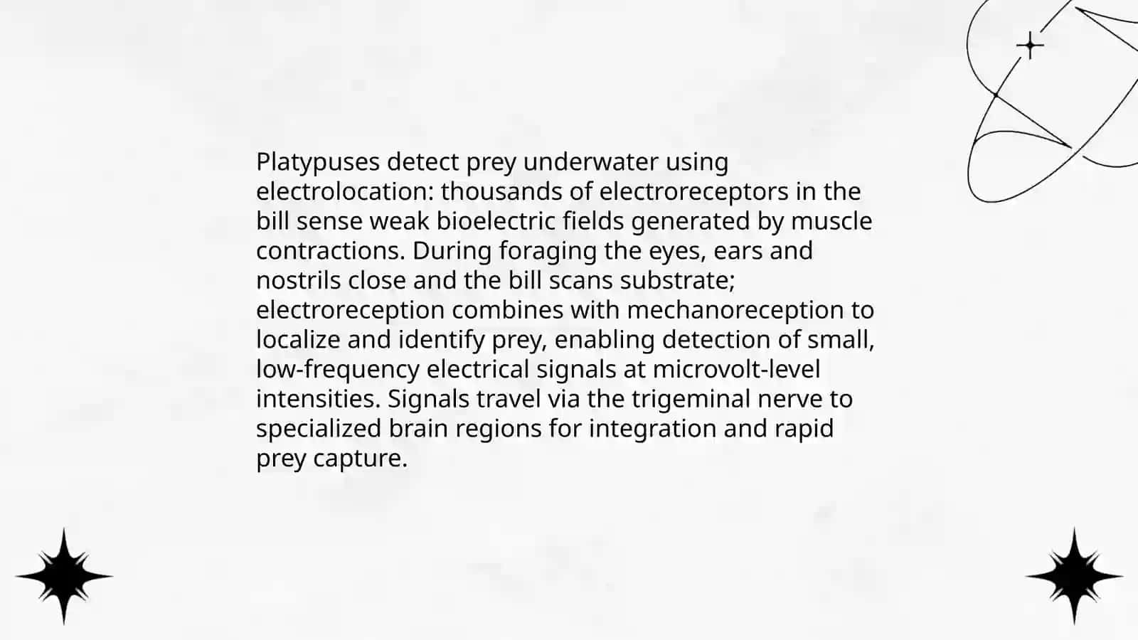 Platypus 4
