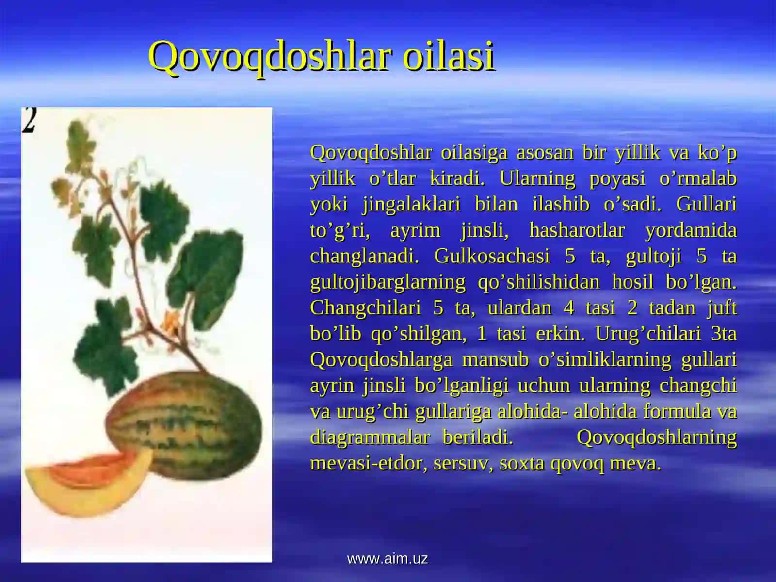 Qovoqdoshlar oilasi 4