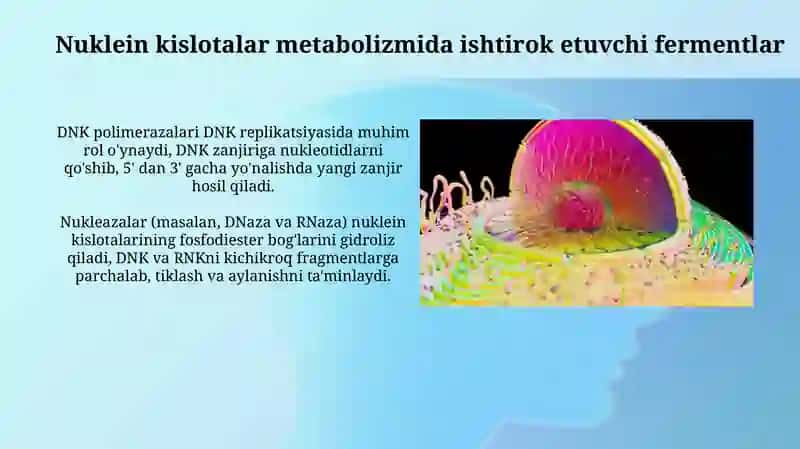 Fermentlar va metabolizm 4
