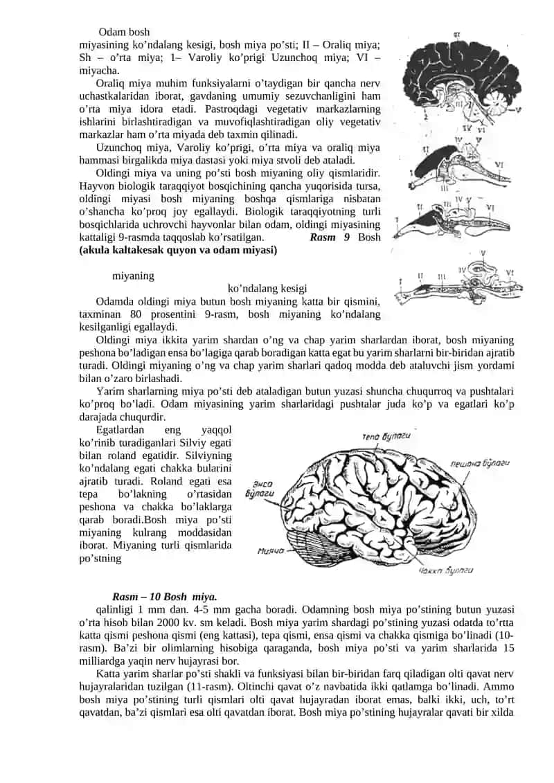 Xulq-atvorning psixofiziologik asosi 4
