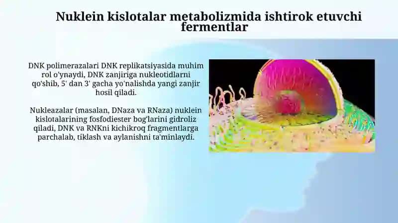 Metabolik almashinuv va fermentlar 4